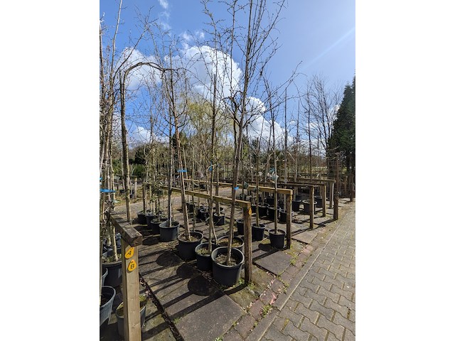 Partij bomen en planten in pot - afbeelding 42 van  91