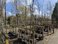 Partij bomen en planten in pot - afbeelding 42 van  91