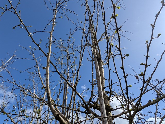 Partij bomen en planten in pot - afbeelding 43 van  91