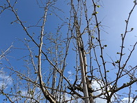 Partij bomen en planten in pot - afbeelding 43 van  91