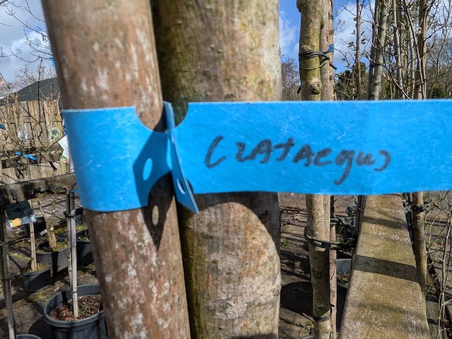 Partij bomen en planten in pot - afbeelding 44 van  91