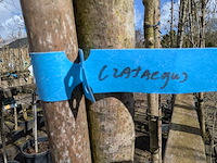 Partij bomen en planten in pot - afbeelding 44 van  91