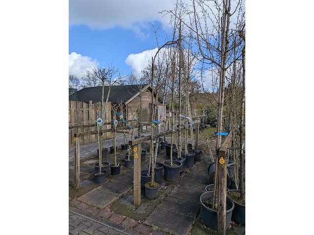 Partij bomen en planten in pot - afbeelding 34 van  91