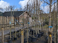 Partij bomen en planten in pot - afbeelding 34 van  91