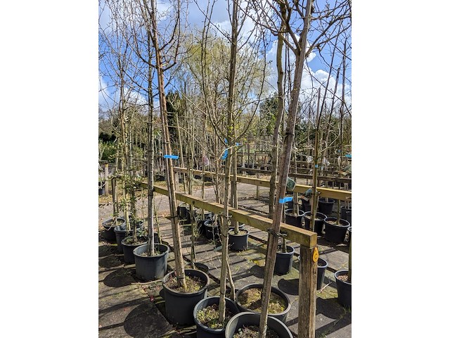 Partij bomen en planten in pot - afbeelding 46 van  91