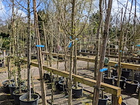 Partij bomen en planten in pot - afbeelding 46 van  91