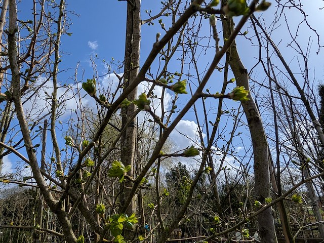 Partij bomen en planten in pot - afbeelding 47 van  91