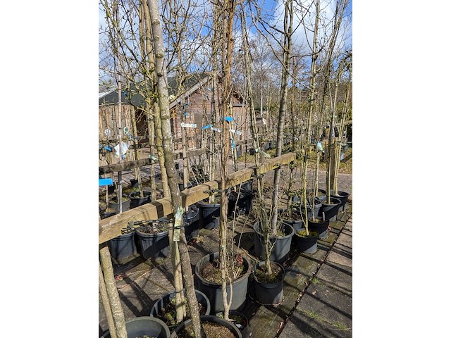 Partij bomen en planten in pot - afbeelding 48 van  91