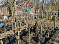 Partij bomen en planten in pot - afbeelding 48 van  91