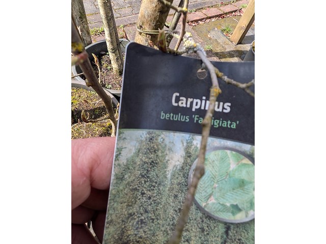 Partij bomen en planten in pot - afbeelding 49 van  91