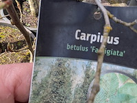 Partij bomen en planten in pot - afbeelding 49 van  91