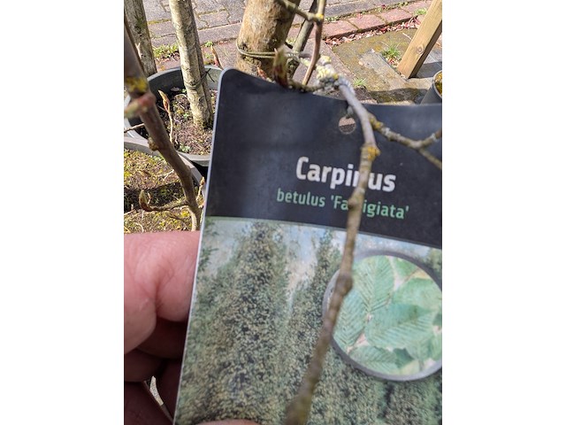 Partij bomen en planten in pot - afbeelding 50 van  91