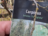 Partij bomen en planten in pot - afbeelding 50 van  91