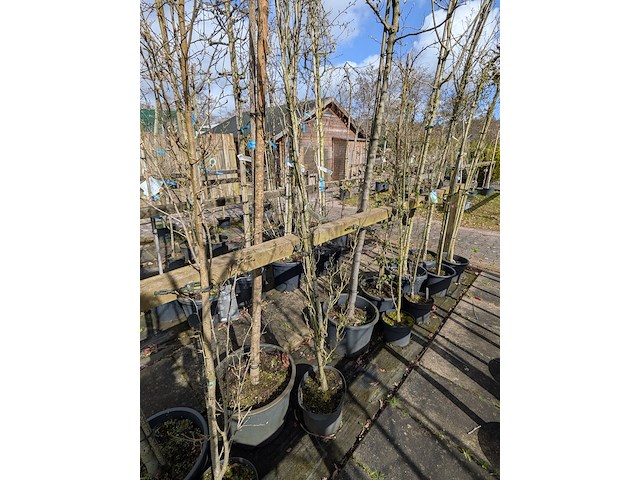 Partij bomen en planten in pot - afbeelding 51 van  91