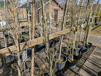 Partij bomen en planten in pot - afbeelding 51 van  91