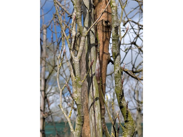 Partij bomen en planten in pot - afbeelding 52 van  91