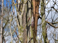 Partij bomen en planten in pot - afbeelding 52 van  91