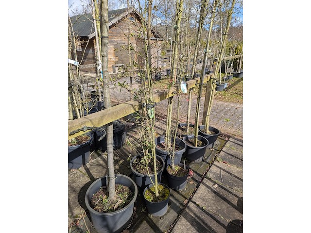 Partij bomen en planten in pot - afbeelding 53 van  91