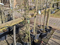 Partij bomen en planten in pot - afbeelding 53 van  91