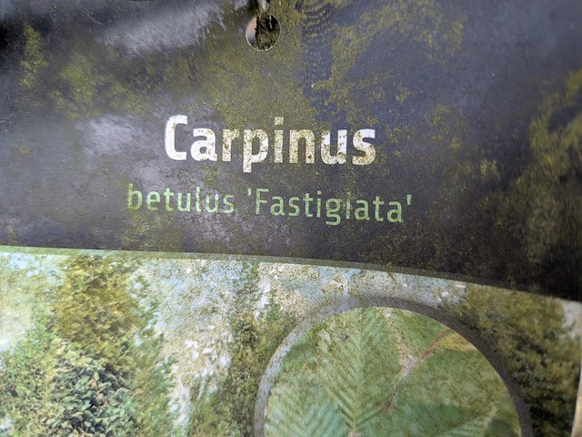 Partij bomen en planten in pot - afbeelding 54 van  91