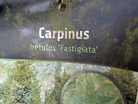 Partij bomen en planten in pot - afbeelding 54 van  91