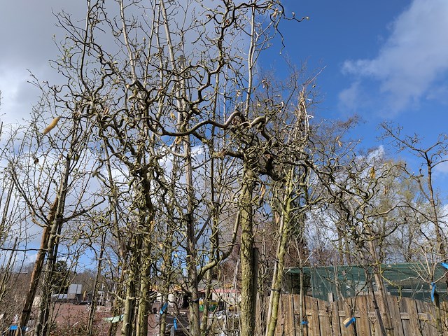 Partij bomen en planten in pot - afbeelding 55 van  91