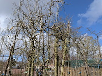 Partij bomen en planten in pot - afbeelding 55 van  91