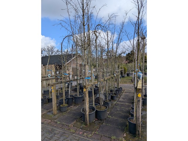 Partij bomen en planten in pot - afbeelding 45 van  91