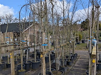Partij bomen en planten in pot - afbeelding 45 van  91