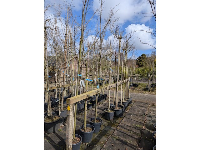 Partij bomen en planten in pot - afbeelding 57 van  91