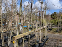 Partij bomen en planten in pot - afbeelding 57 van  91