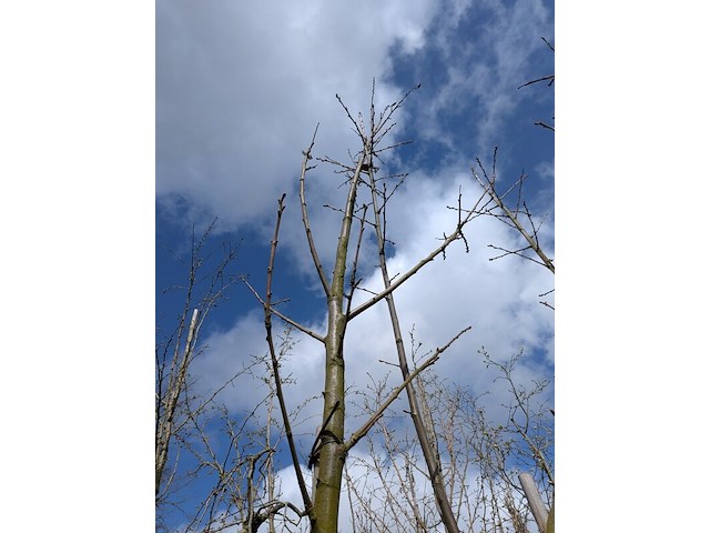 Partij bomen en planten in pot - afbeelding 58 van  91
