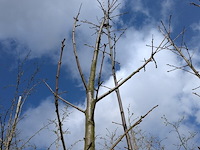 Partij bomen en planten in pot - afbeelding 58 van  91