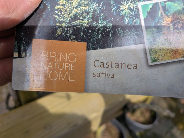 Partij bomen en planten in pot - afbeelding 59 van  91