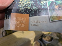 Partij bomen en planten in pot - afbeelding 59 van  91