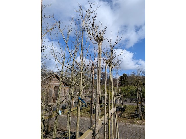 Partij bomen en planten in pot - afbeelding 60 van  91