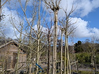 Partij bomen en planten in pot - afbeelding 60 van  91