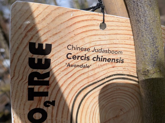 Partij bomen en planten in pot - afbeelding 61 van  91