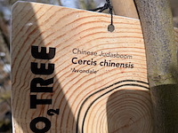 Partij bomen en planten in pot - afbeelding 61 van  91