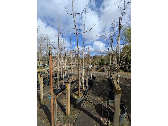 Partij bomen en planten in pot - afbeelding 62 van  91