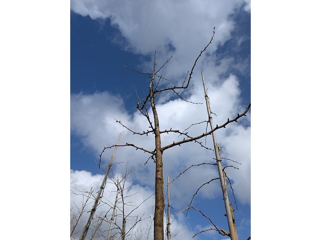 Partij bomen en planten in pot - afbeelding 63 van  91