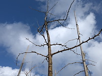 Partij bomen en planten in pot - afbeelding 63 van  91
