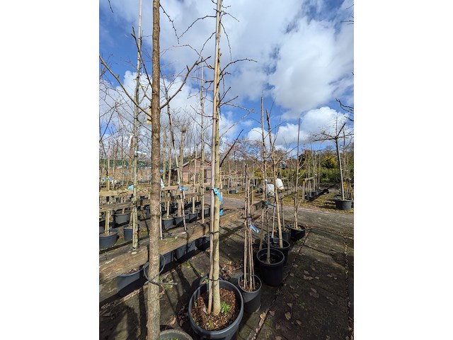 Partij bomen en planten in pot - afbeelding 65 van  91