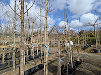 Partij bomen en planten in pot - afbeelding 65 van  91