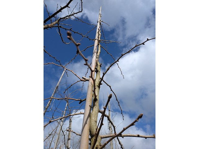 Partij bomen en planten in pot - afbeelding 66 van  91