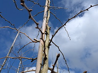 Partij bomen en planten in pot - afbeelding 66 van  91