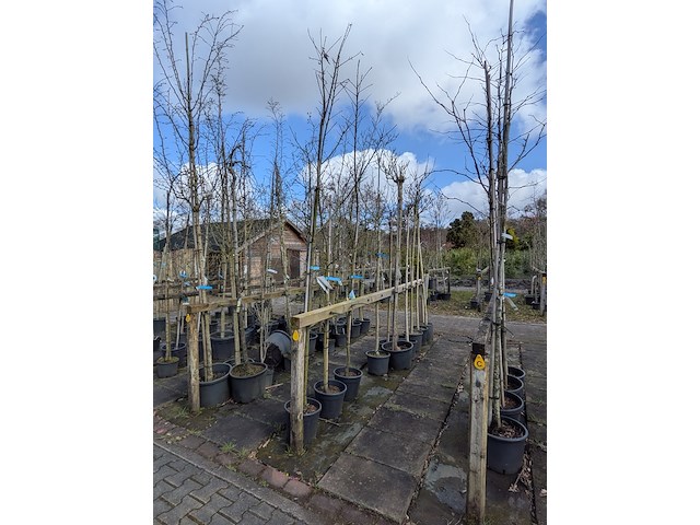 Partij bomen en planten in pot - afbeelding 56 van  91