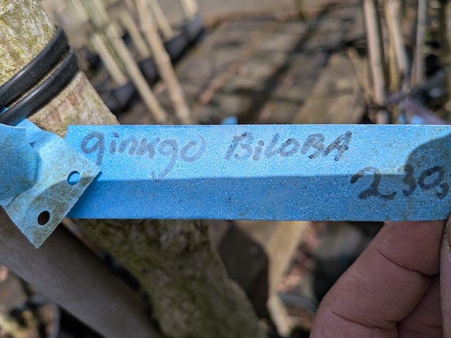 Partij bomen en planten in pot - afbeelding 68 van  91