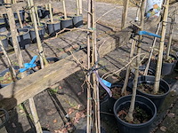 Partij bomen en planten in pot - afbeelding 69 van  91