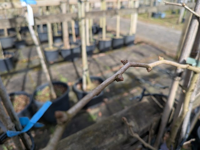 Partij bomen en planten in pot - afbeelding 70 van  91